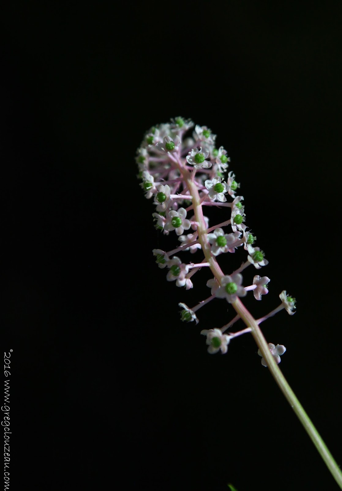 Sus au raisin d'Amérique, l'envahissant Phytolaque
