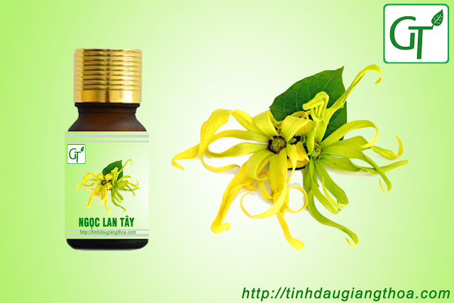 Tinh dầu Ngọc Lan Tây nguyên chất 100% tự nhiên Tinh dầu Ngọc Lan Tây nguyên chất 100% tự nhiên