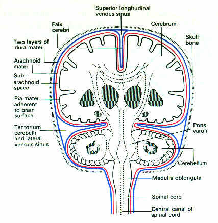 Tmo cerebr ΡΡΠΎ ΡΠ°ΠΊΠΎΠ΅ ΠΏΠ°Π»Π°ΡΠΊΠ° ΠΌΠΎΠ·ΠΆΠ΅ΡΠΊΠ°
