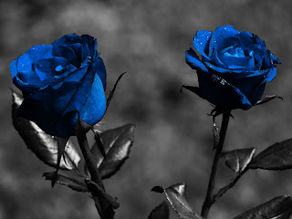 Wallpapers Free HD: Flower