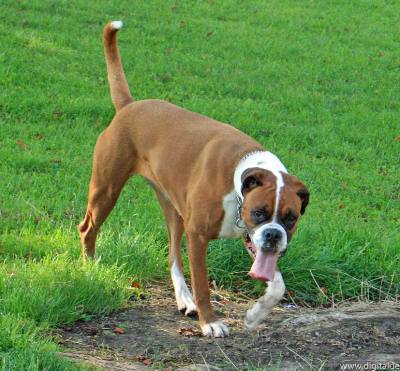 Fantastica Animal: Boxer Dog Description