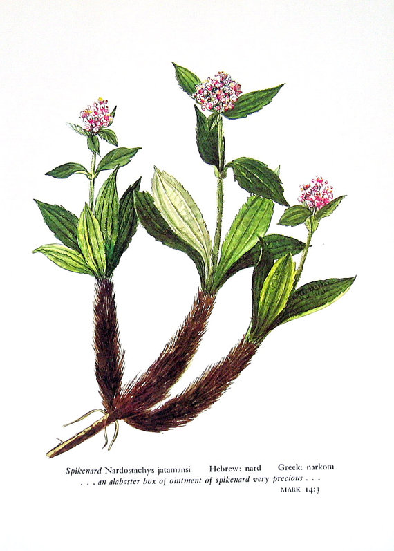 Spiritual Journey On the Use of Spikenard