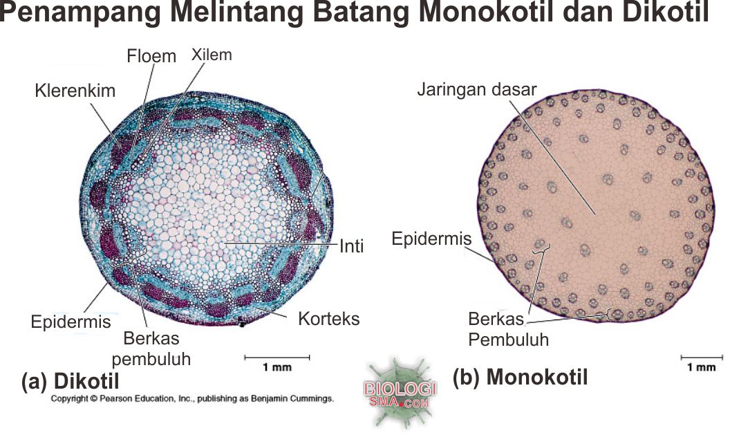 Gambar Anatomi Akar Batang Daun Ar Production - Riset