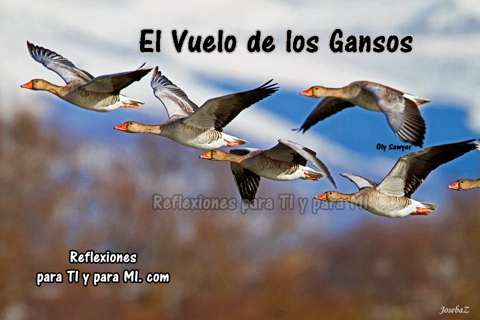 Reflexiones para TI y para MÍ * El Vuelo de los Gansos