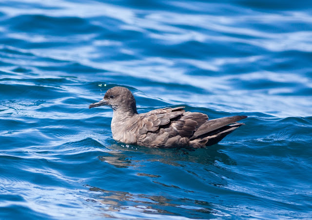 Sooty Shearwater, Scilly