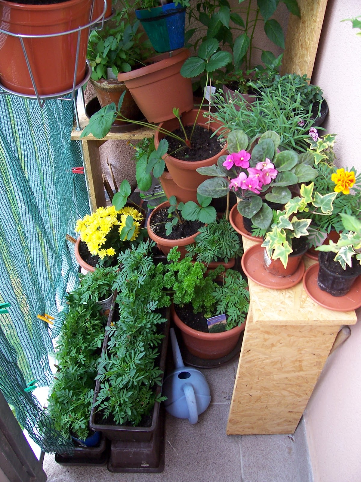 Zamotane packy: Pěstujeme na balkoně 2012