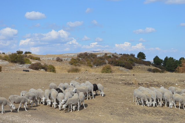Sheep Grazing on High Plains, Cazorla