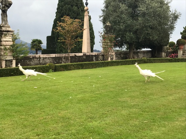 イタリア・イゾラベッラ（ベッラ島）ボロッメオ宮殿の庭に放し飼いにされている白いくじゃく