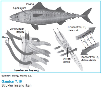 54+ Gambar Organ Pernapasan Hewan Ikan HD Terbaik