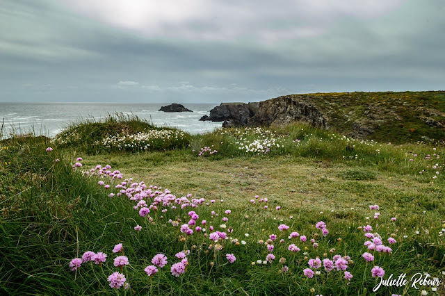 Belle Ile en mer au printemps