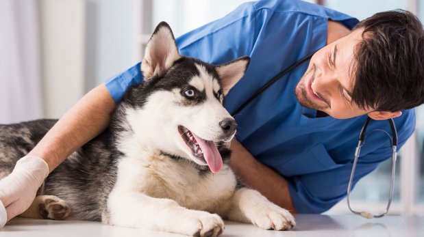 próstata agrandada en video de perros próstata agrandada en video de perros