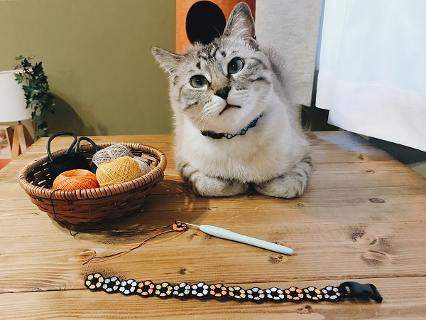 香箱座りで小首をかしげてこっちを見ているシャムトラ猫と、作りかけの猫用首輪