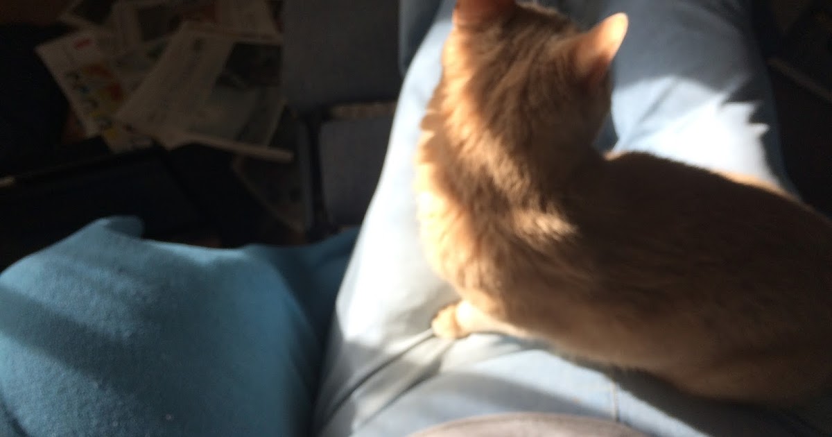 Can Cats Break Down Thc Can Cats Break Down Thc