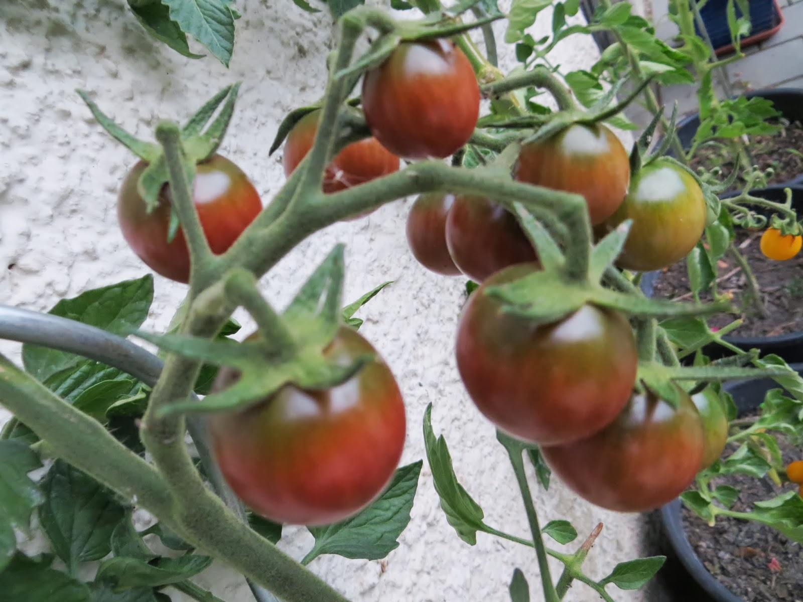 Meine kleine Welt Diesjährige Tomatensorten
