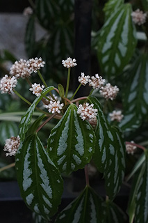 ピレアカディエレイ