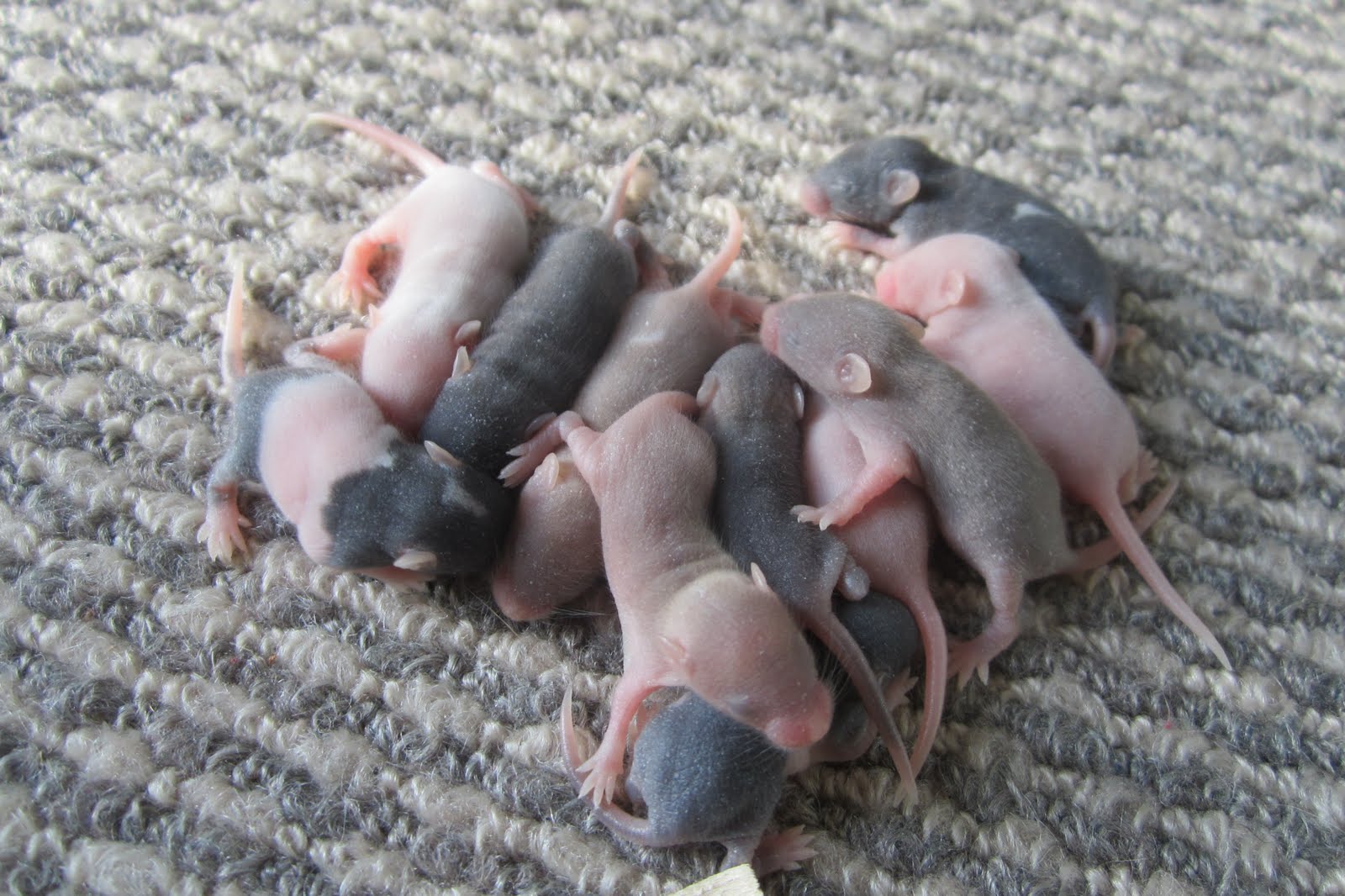 GiMiKd Girl Mice Babies