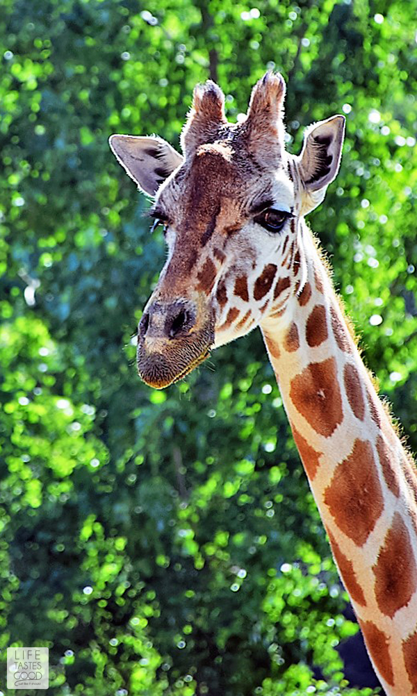 Get up close and personal with some of nature’s most beautiful animals in a natural habitat while sipping California wine and enjoying the finest local hand selected artisan cheeses. Safari West, in California's Wine Country, is a must-see! Seriously!! Add this one to your bucket list folks! Travel, San Francisco, African Safari