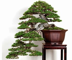 <img src="bonsai10.jpg" alt="foto bonsai">