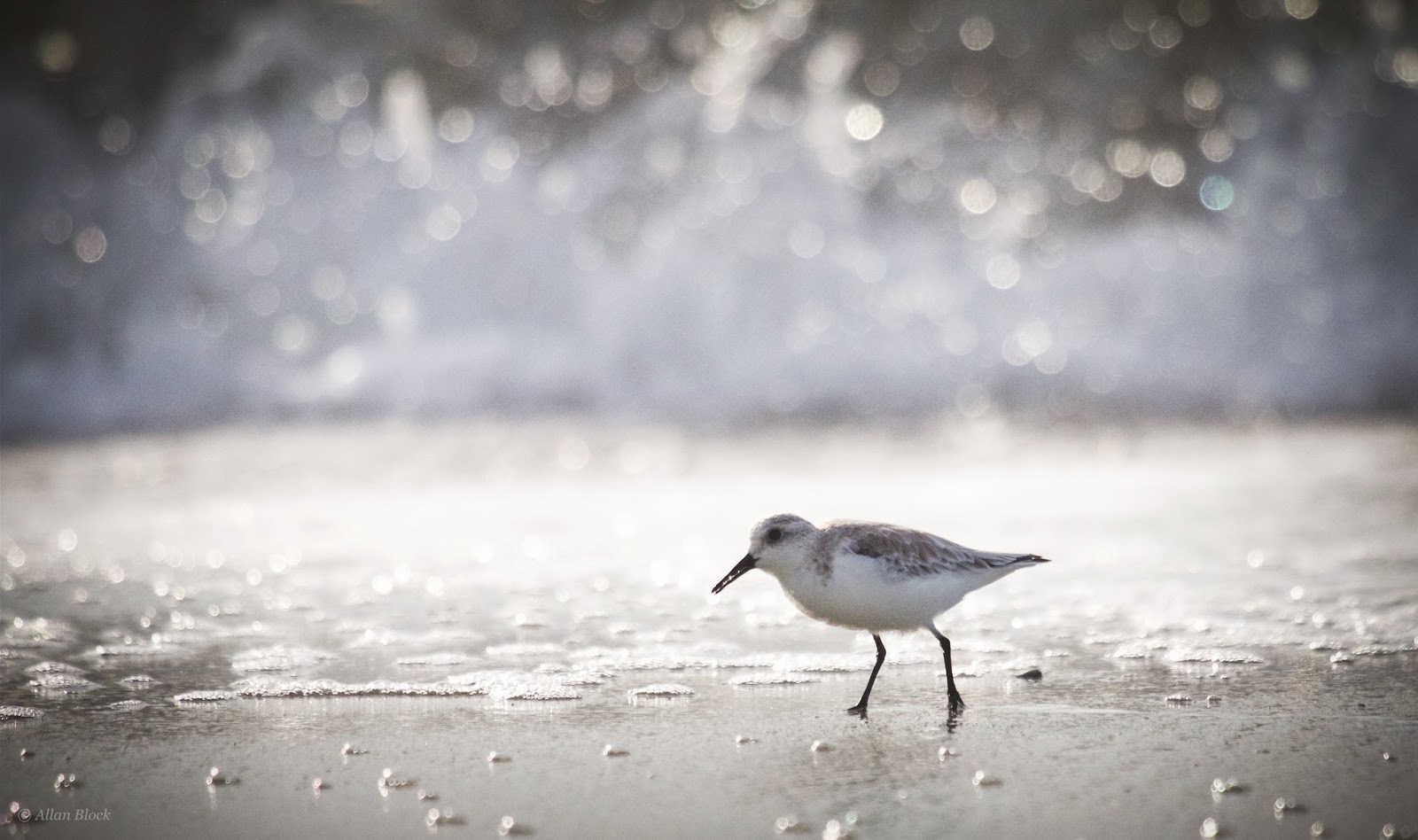 Feather Tailed Stories Sanderlings Myrtle Beach Sc The Surf Pounds Down Hard Onto North Myrtle Beach South Carolina It Seems An Unsuitable Habitat For Such A Little Bird As Sanderling