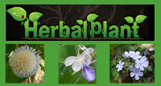 Herbal Plants of Asia 