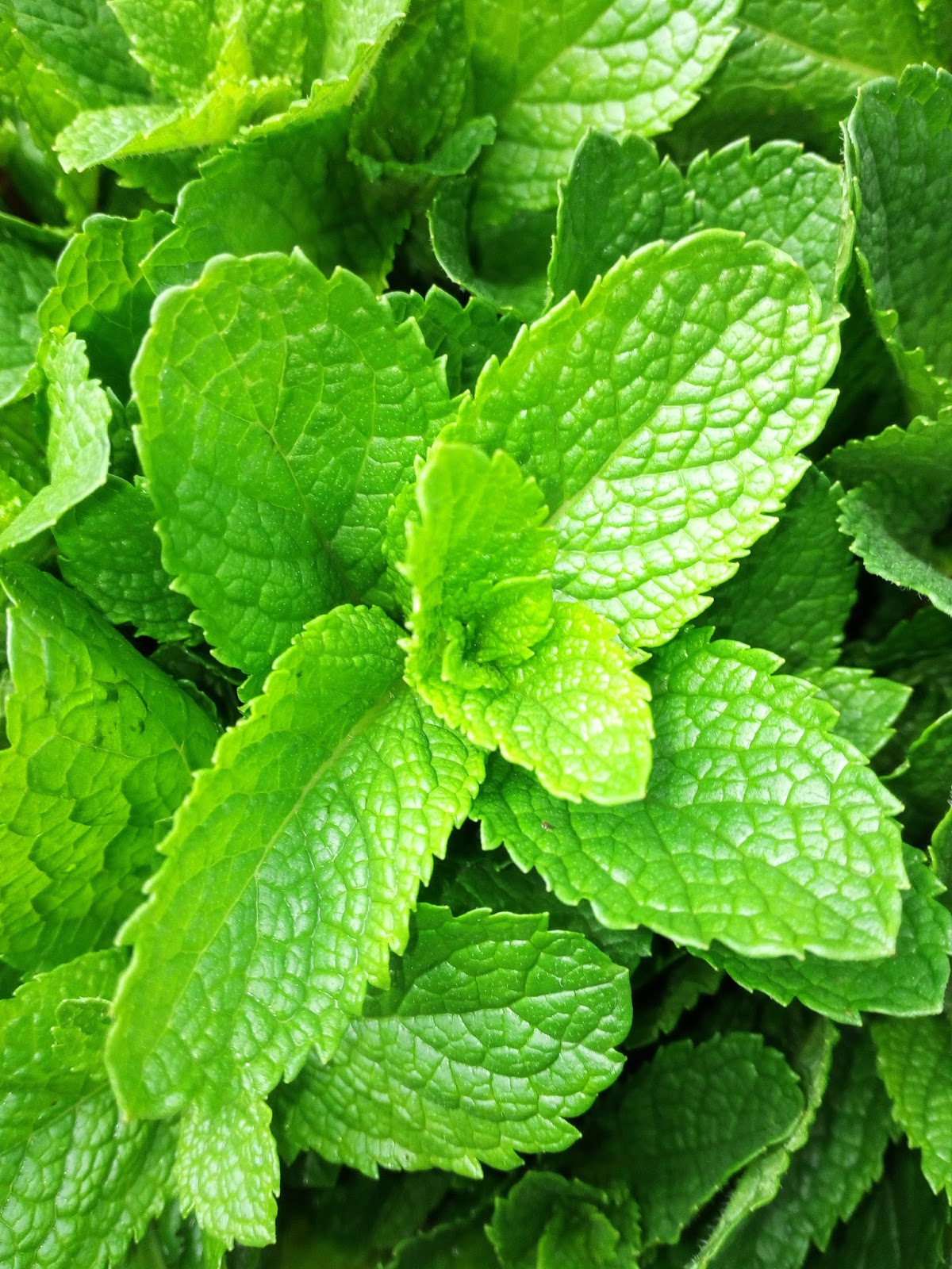 Menta Olandeza Sau Izdraeliana Menta Olandeza Menta Izdrael Menta Menta Olandeza Sau Izdraeliana Menta Olandeza Menta Izdrael Menta