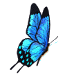 borboleta+azul.gif