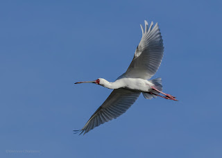 Birds in Flight Photography  - Canon EOS 80D