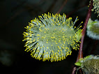 Salix Caprea  kilmarnoch