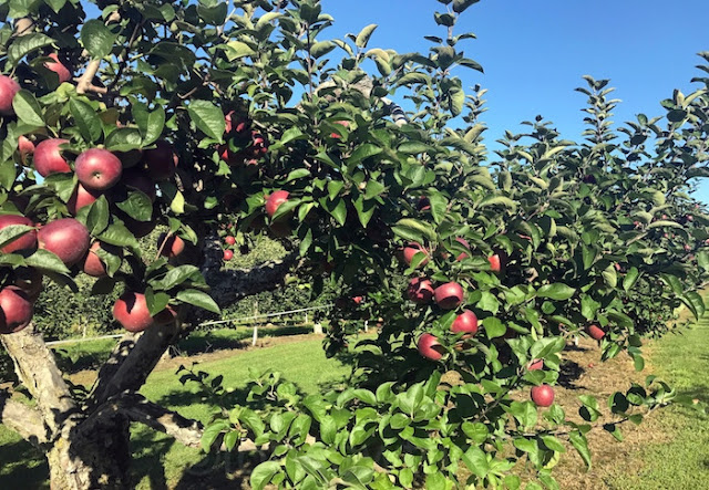 ontario apple orchard