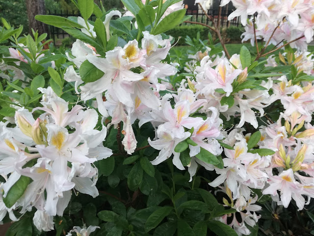  rhododendron Irene Koster