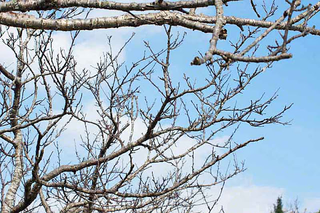 tree, branches, sky