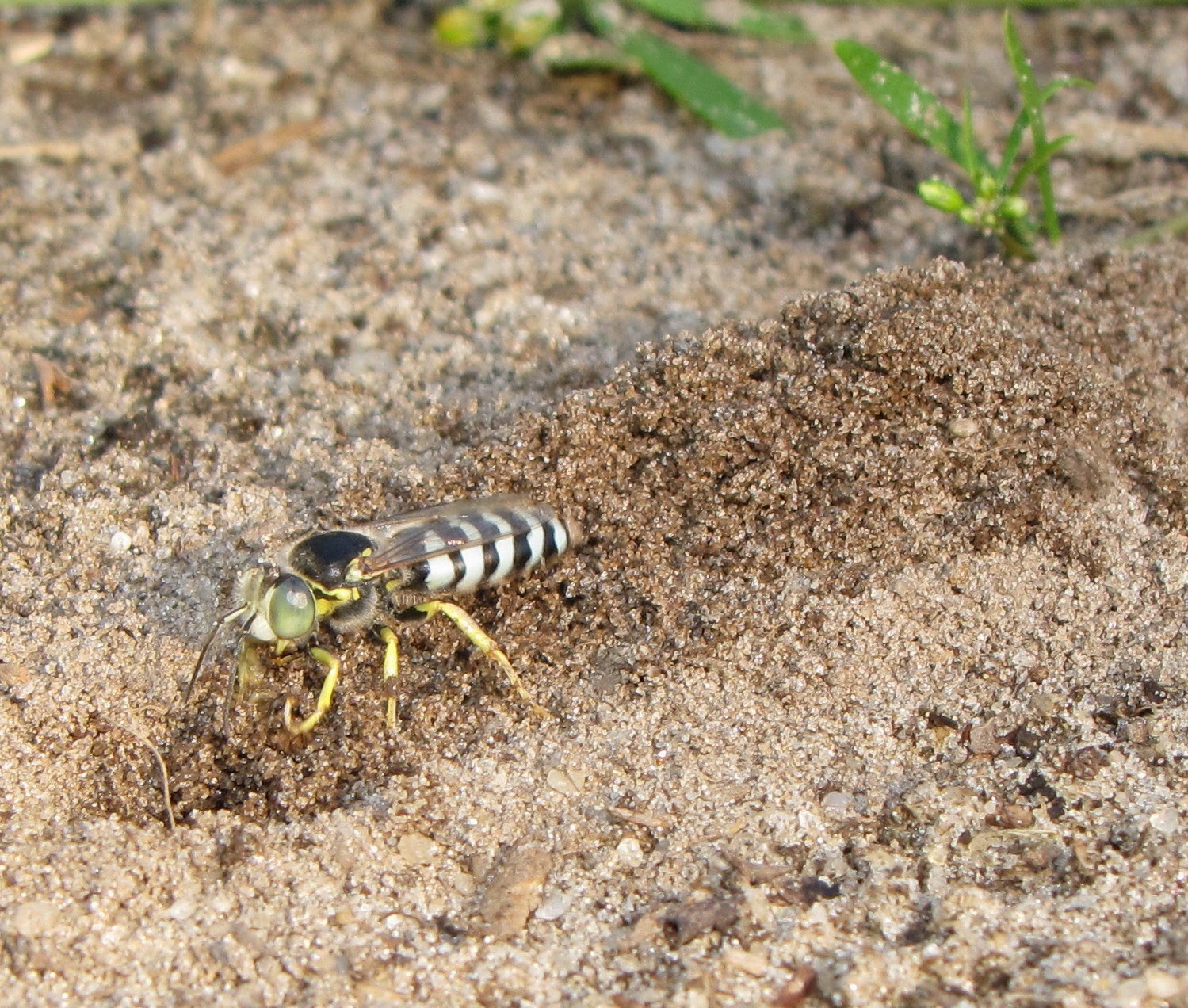 Bug Eric Sand Wasps, Genus Bembix