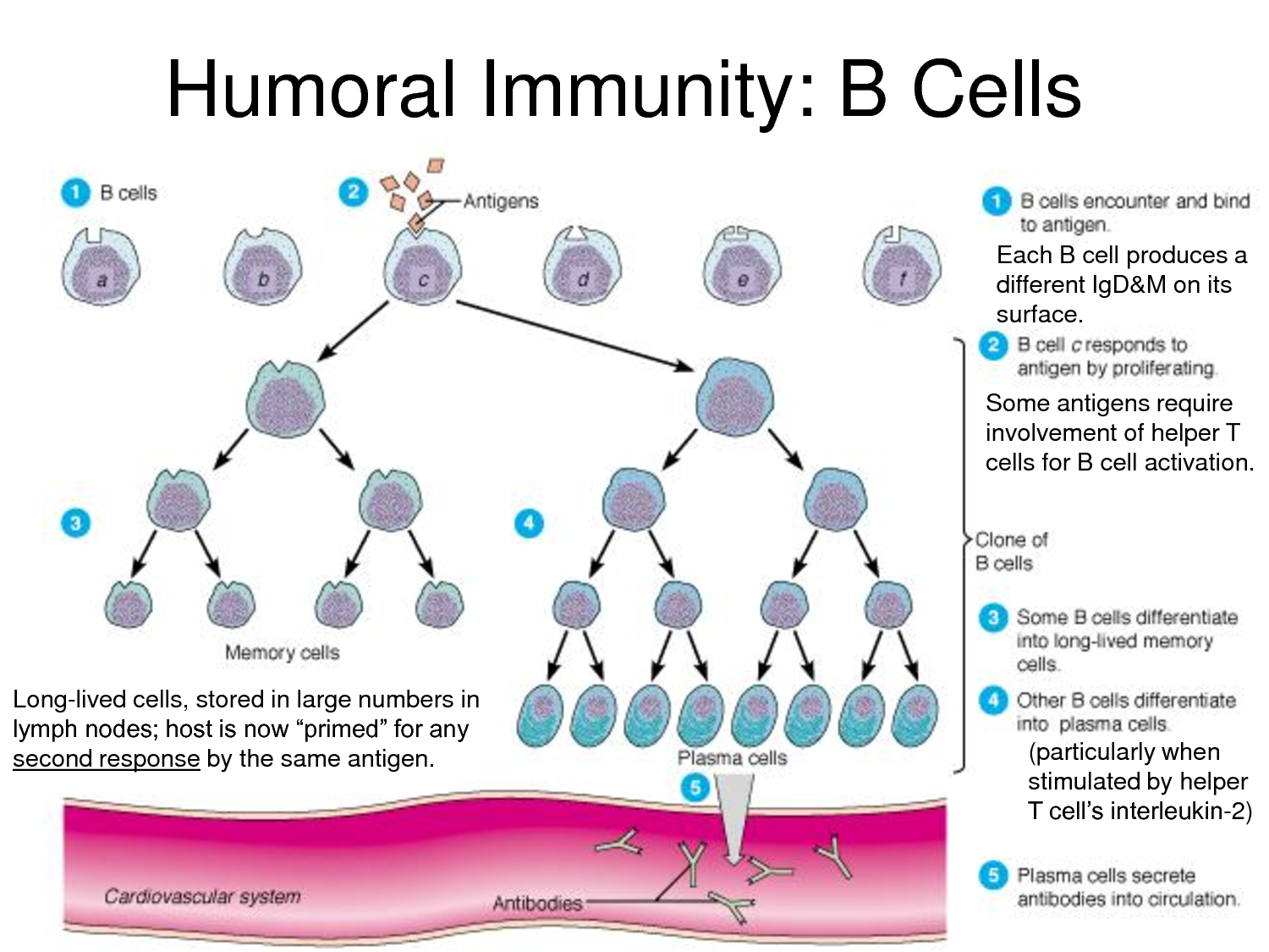 Each cell. Cellular Immunity. Humoral Immunity. Immunity Cells. Immune b Cells.