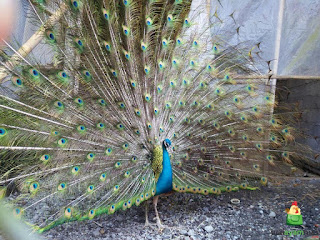 Burung Merak Biru Jantan