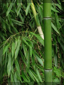 Artificial Green Bamboo Poles and Split Yellow Bamboo Poles