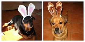 bunny dog costume - turtlesandtails.blogspot.com
