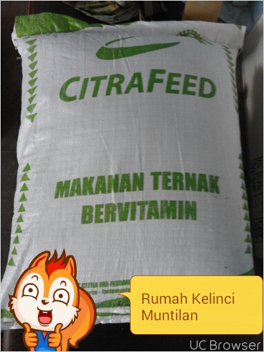 rumah kelinci muntilan luarr biasaaaa lihat perbandingan kecepatan pertumbuhan nzw lokal x rumah kelinci muntilan luarr biasaaaa lihat perbandingan kecepatan pertumbuhan nzw lokal x