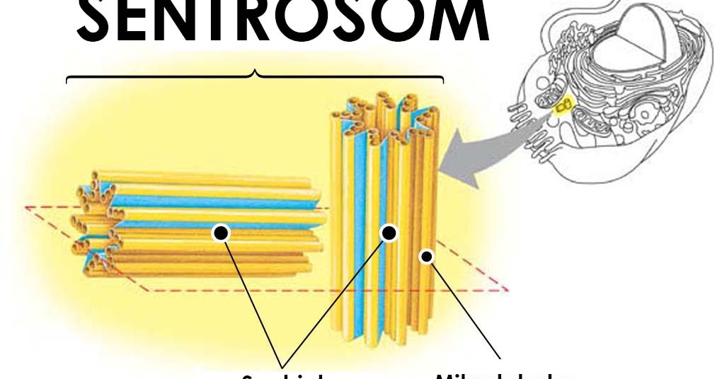 Struktur dan Fungsi Utama Sentriol Biologi Lengkap