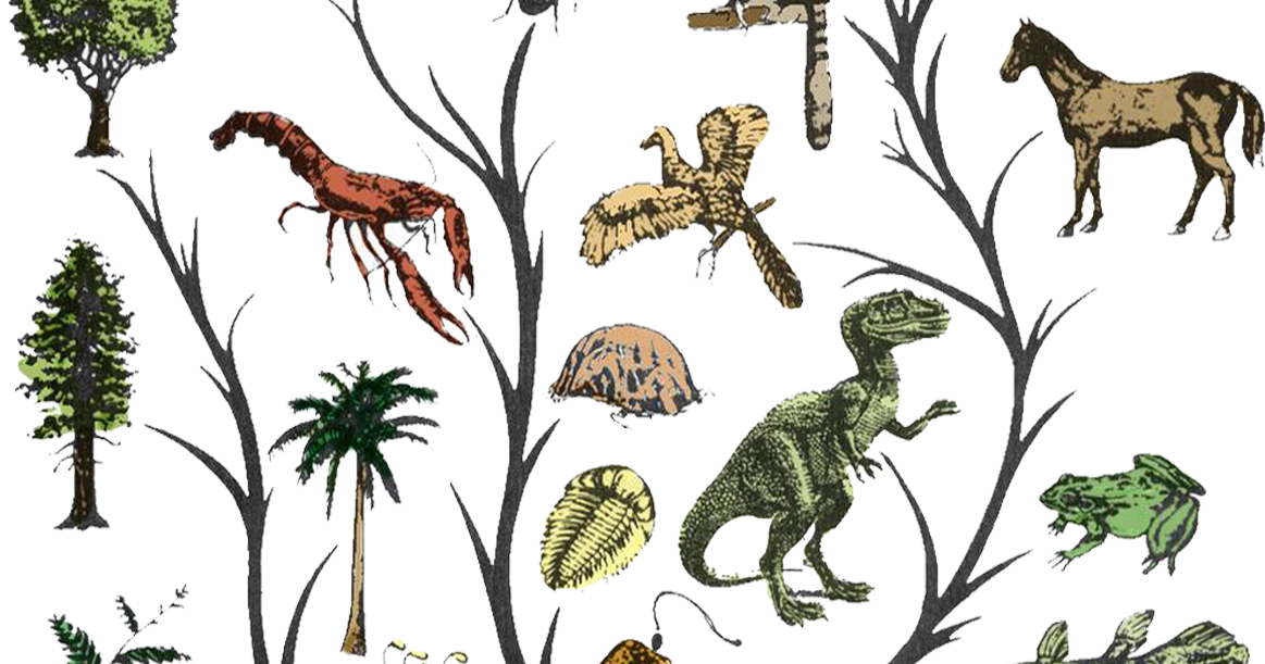 Antropoloji Türkiye: Kısaca Evrim (Evolution) Nedir?