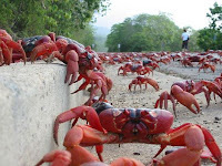 Crab Facts in Hindi