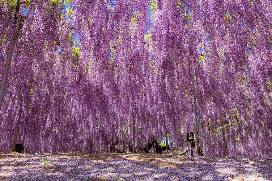 ALLA SCOPERTA DEGLI ALBERI PIU' BELLI DEL MONDO | sfumature verdi