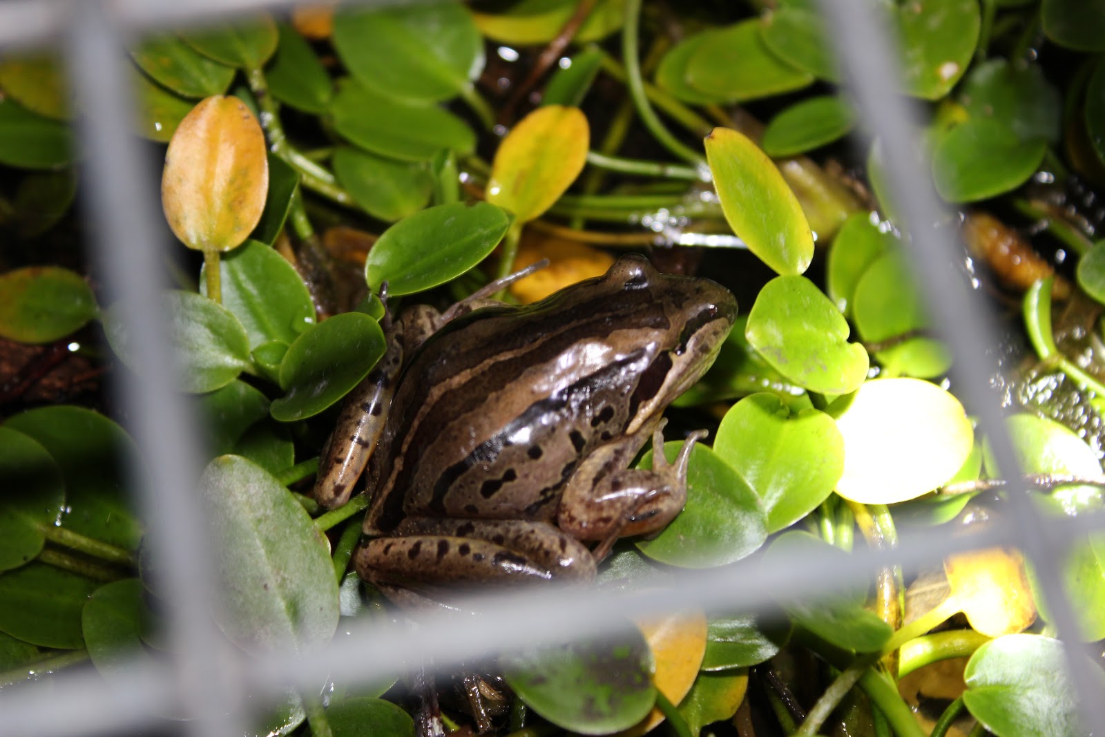 Brisbane Backyard Naturalist: More frogs at our place