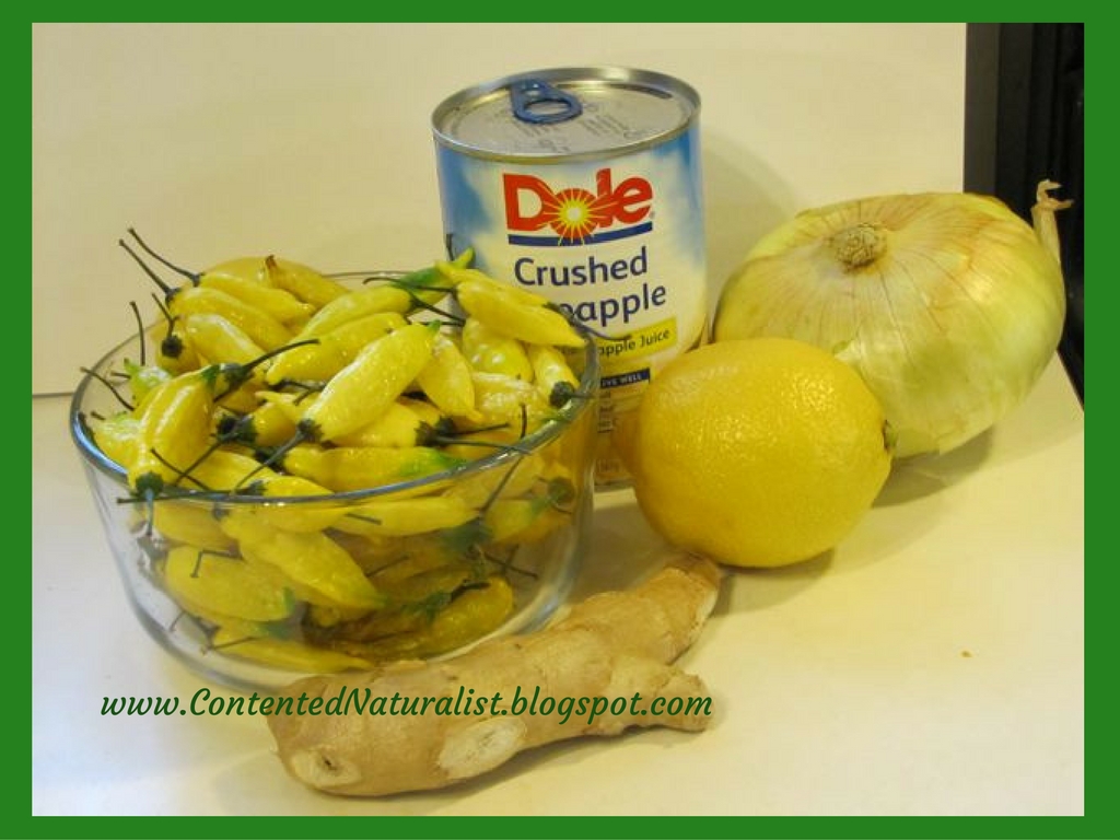 The Contented Naturalist How to make Homemade Hot Sauce