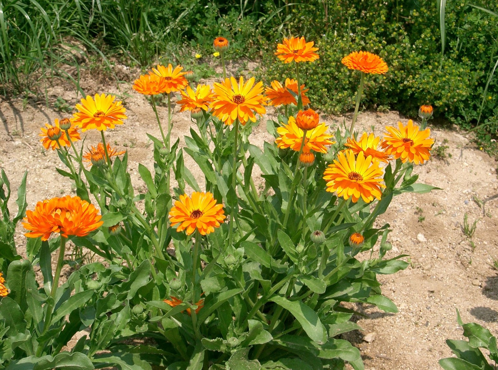 CALENDULA An Herb Society of America Guide