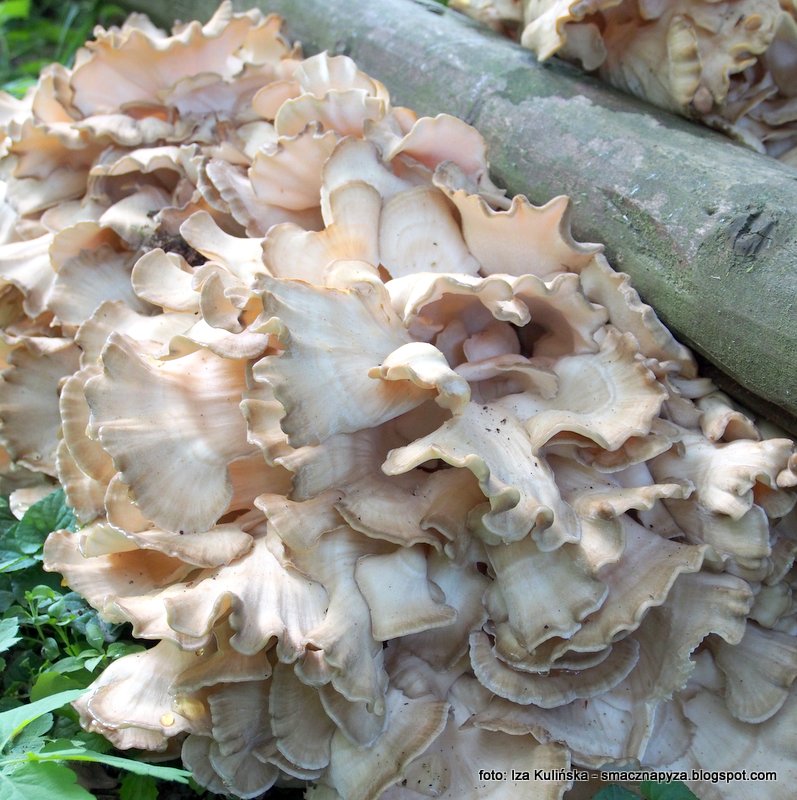 Smaczna Pyza Sprawdzone przepisy kulinarne Grzyby gatunkami