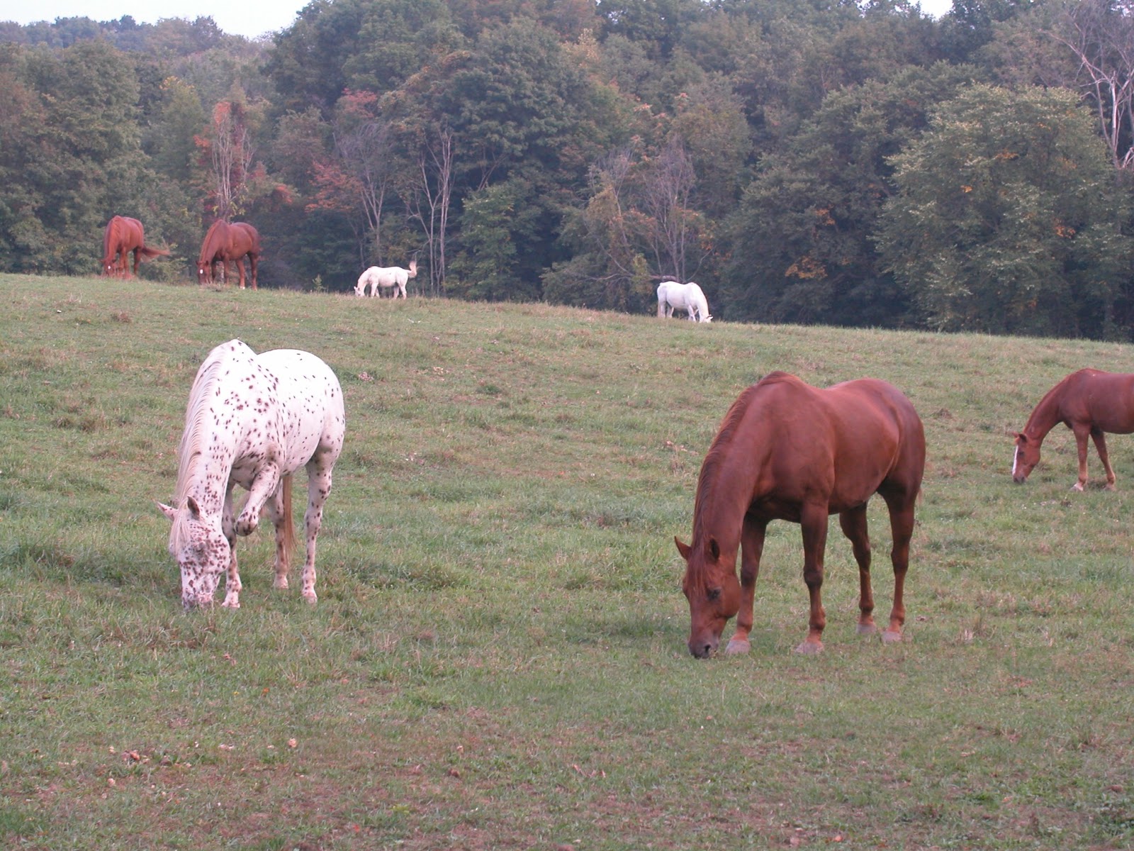 Horse Journal Roseland Ranch Herd 2003