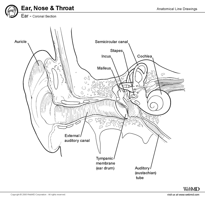 The anatomy of the ear | blogger uni doctors