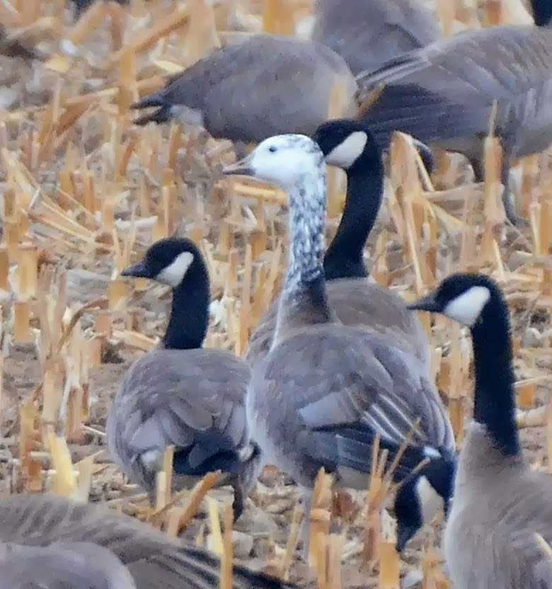 Bird Hybrids Snow Goose x Canada Goose