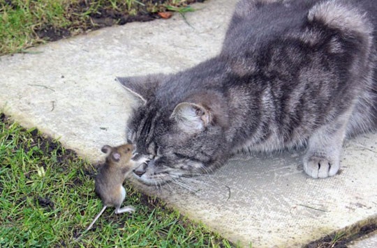 mouse+kissing+cat.jpg