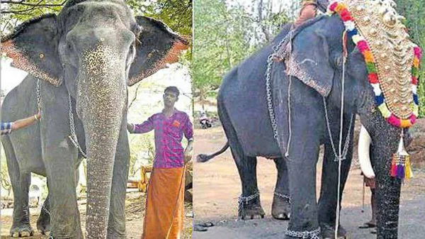 Fake elephant in Pooram, palakkad, News, Kerala, Animals, Religion, Temple
